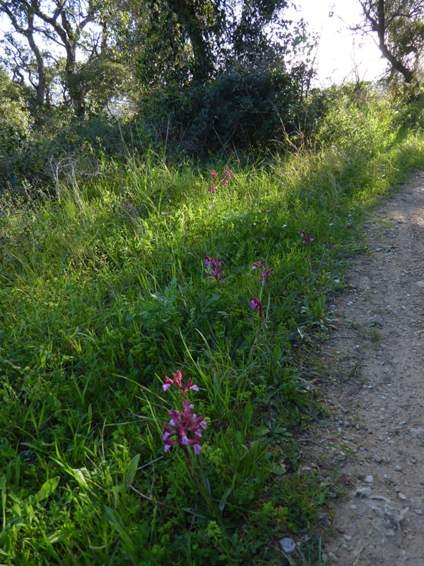 Anacamptis papilionacea ( e Anacamptis x gennarii)